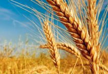 El Ministerio de Desarrollo Agrario lanzó la sexta edición del programa gratuito de análisis de calidad de trigo