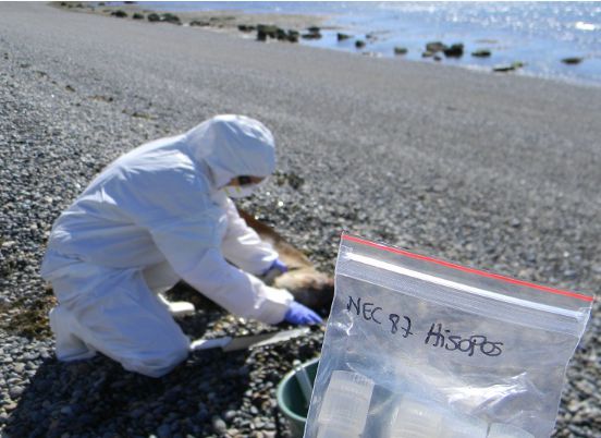 CCT CONICET-CENPAT Statement from the Scientific Community on Avian Influenza in the Chubut Marine Fauna