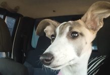 Continúa la preocupación en Villa Italia: vecinos amplían denuncias por nuevos casos de animales envenenados