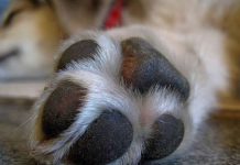 La municipalidad judicializó el envenenamiento de animales